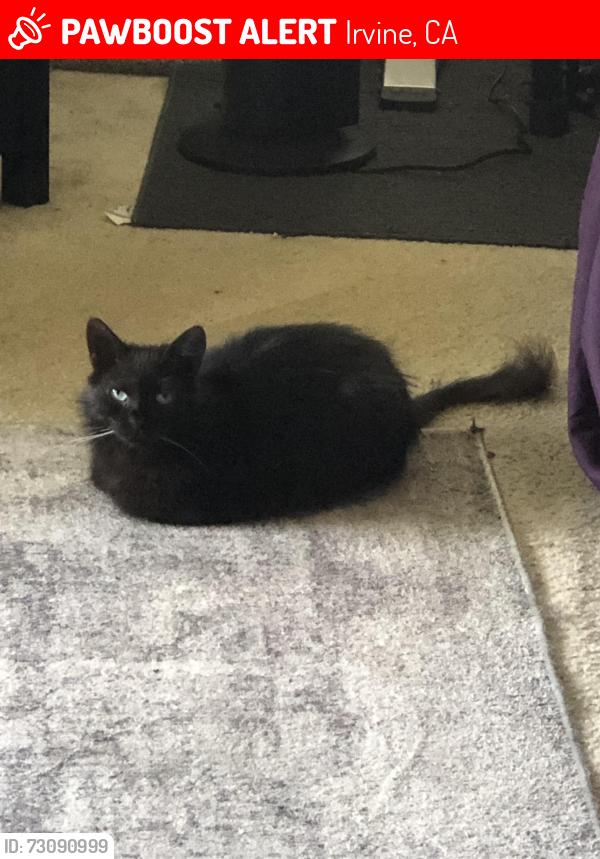 Lost Male Cat last seen University Town Center, across from UCI, Irvine, CA 92612