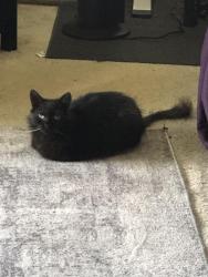 Lost Male Cat last seen University Town Center, across from UCI, Irvine, CA 92612