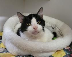 Shelter Stray Female Cat last seen Near Mesa Drive, Oceanside, CA, 92054, Oceanside, CA 92058, USA