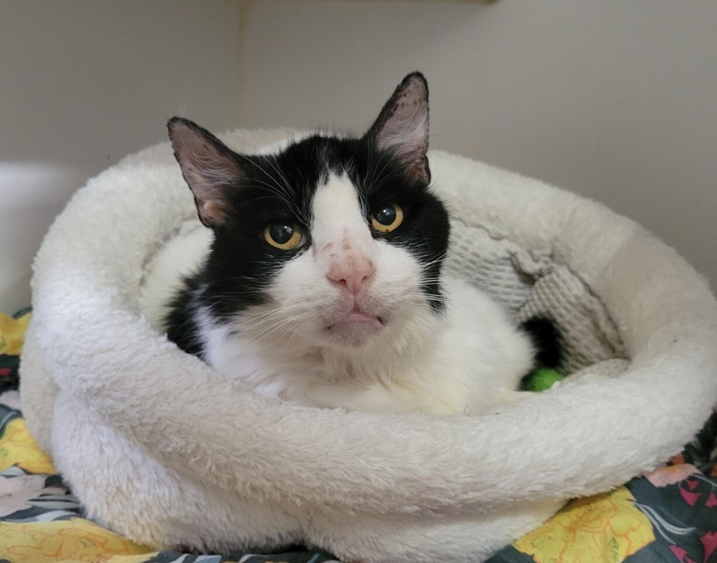 Shelter Stray Female Cat last seen Near Mesa Drive, Oceanside, CA, 92054, Oceanside, CA 92058, USA