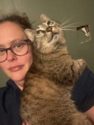 Reunited Female Cat last seen Airport and Snow, Mobile, AL 36608