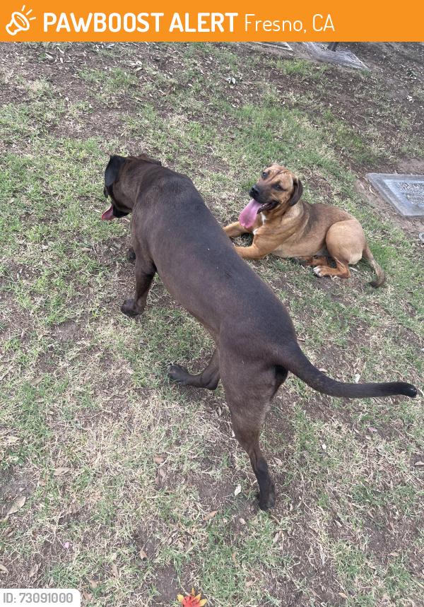 Found/Stray Unknown Dog last seen Fresno Memorial Gardens, Fresno, CA 93706