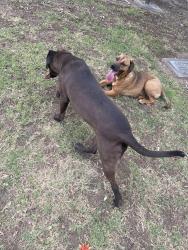 Found/Stray Unknown Dog last seen Fresno Memorial Gardens, Fresno, CA 93706