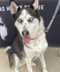 Reunited Female Dog last seen Azalea and Conrad, Venice, FL 34293