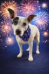 Lost Female Dog last seen S Barbour St, Beverly Hills, FL 34465
