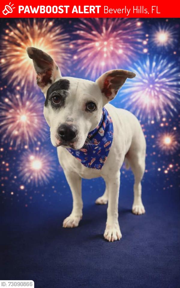 Lost Female Dog last seen S Barbour St, Beverly Hills, FL 34465