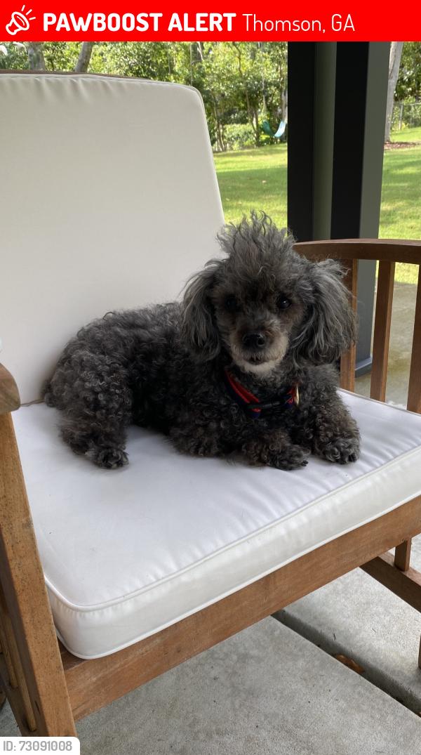 Lost Male Dog last seen Near Stagecoach Rd Thomson GA, Thomson, GA 30824