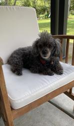 Lost Male Dog last seen Near Stagecoach Rd Thomson GA, Thomson, GA 30824
