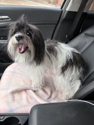Reunited Female Dog last seen Mesa Dr and Brown, Mesa, AZ 85201