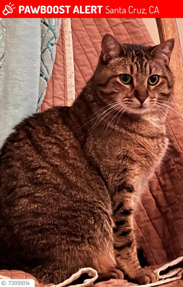 Lost Male Cat last seen Elk street at Goss, Santa Cruz, CA 95065
