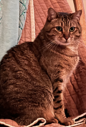 Lost Male Cat last seen Elk street at Goss, Santa Cruz, CA 95065
