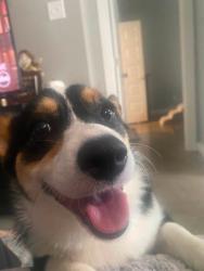 Reunited Female Dog last seen 6th street and Sparks, Alvarado, TX 76009