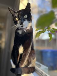 Lost Female Cat last seen Lansbury Dr, San Antonio, TX 78250