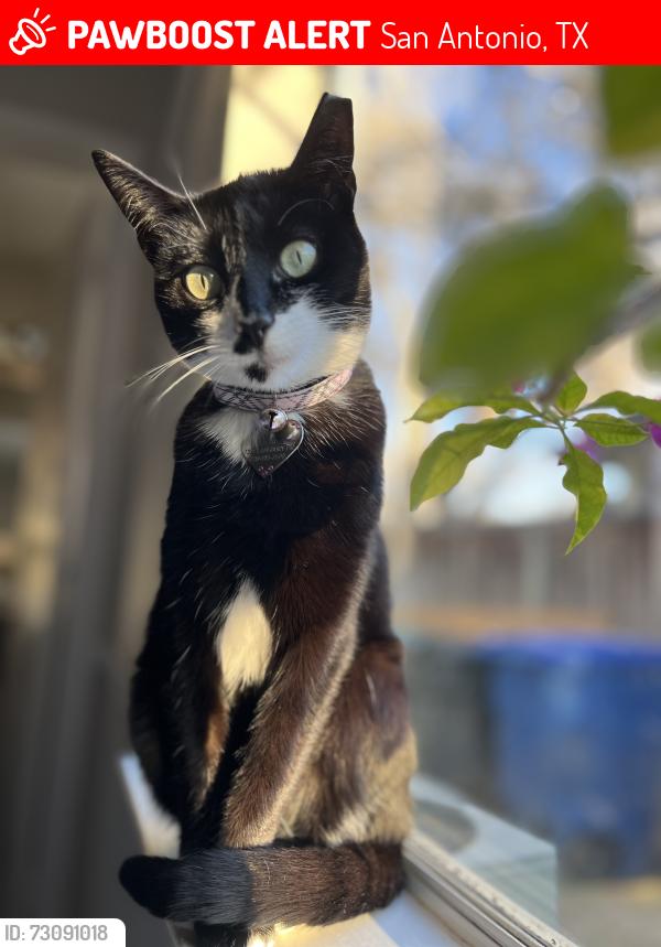 Lost Female Cat last seen Lansbury Dr, San Antonio, TX 78250