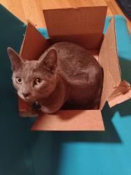 Lost Female Cat last seen Waterview Way and Ark Way, Sacramento, CA 95831