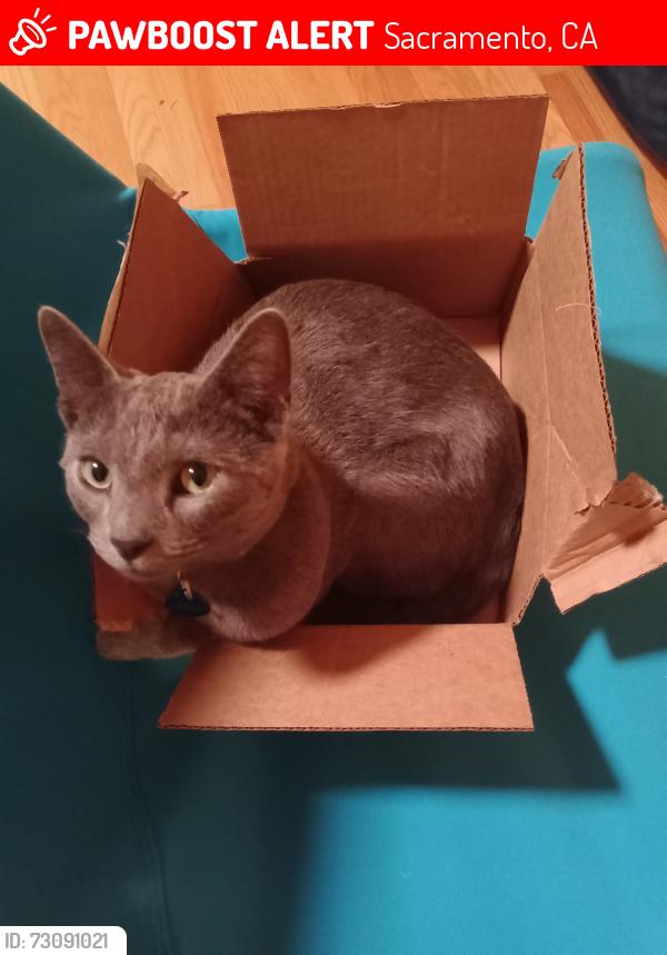 Lost Female Cat last seen Waterview Way and Ark Way, Sacramento, CA 95831