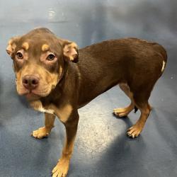 Shelter Stray Female Dog last seen , 3612 11th Ave, Los Angeles, CA 90018, USA
