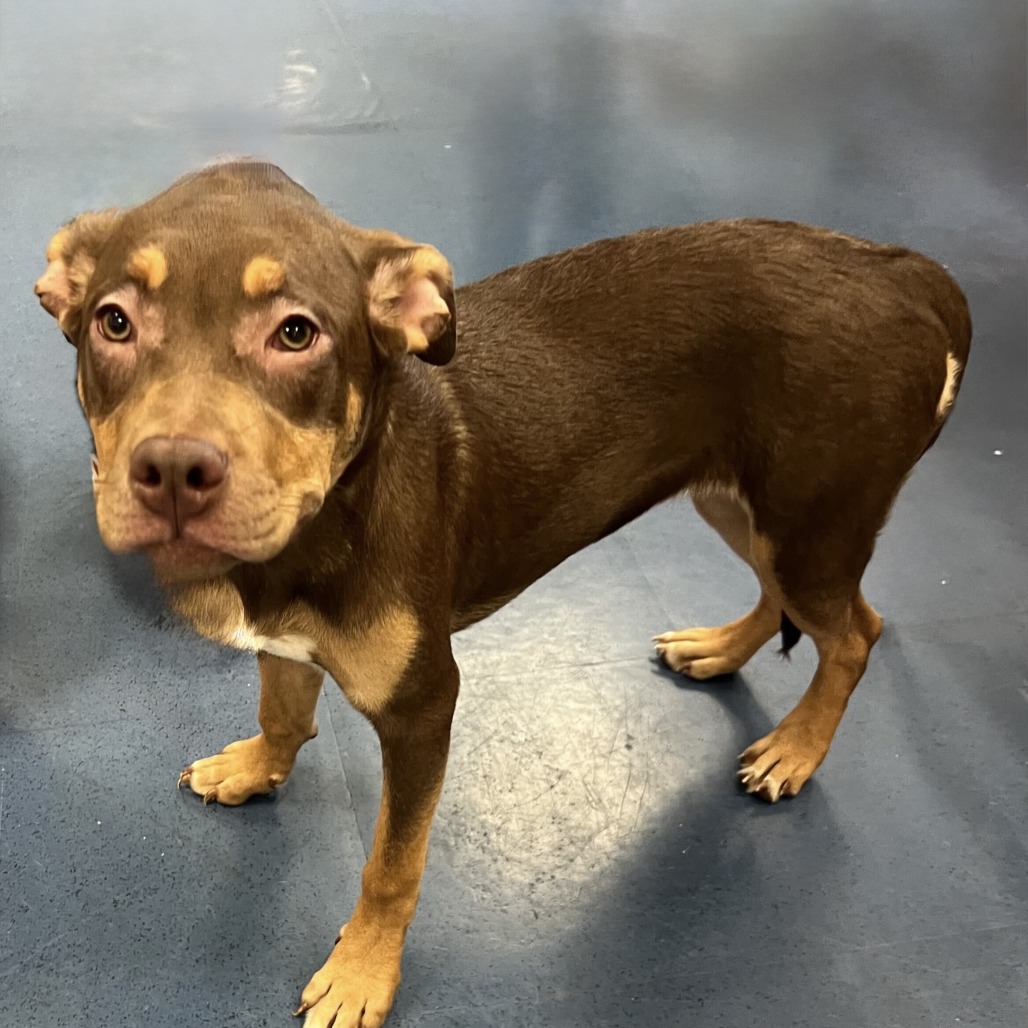 Shelter Stray Female Dog last seen , 3612 11th Ave, Los Angeles, CA 90018, USA