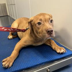 Shelter Stray Female Dog last seen , 3612 11th Ave, Los Angeles, CA 90018, USA