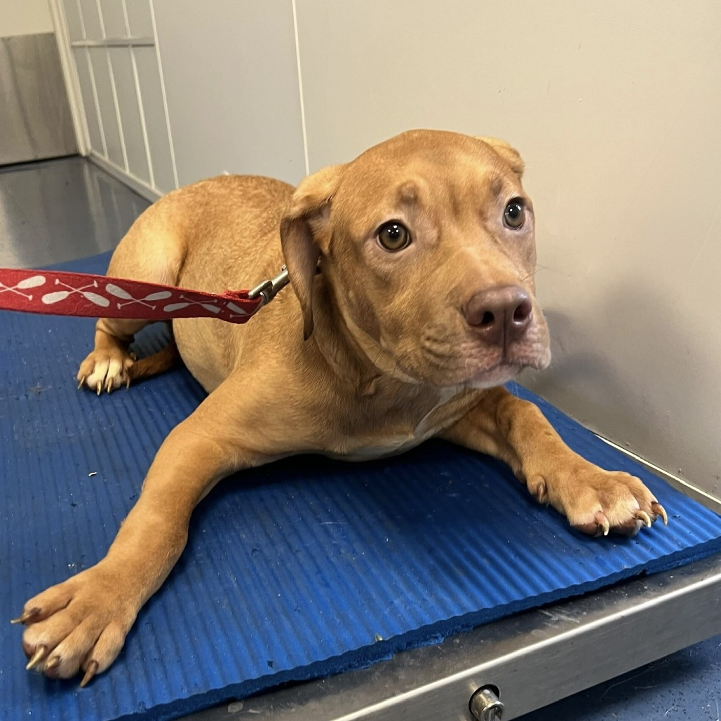 Shelter Stray Female Dog last seen , 3612 11th Ave, Los Angeles, CA 90018, USA