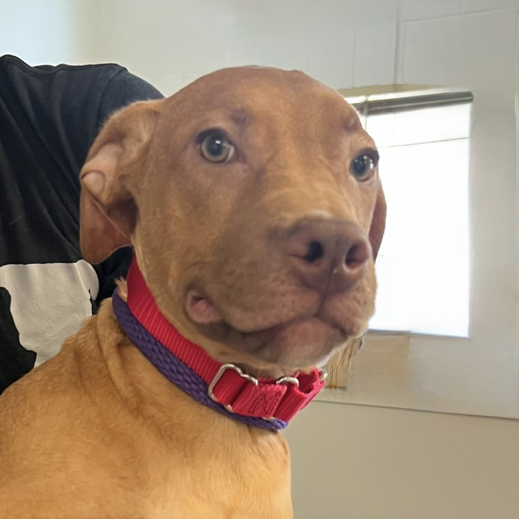 Shelter Stray Male Dog last seen , 3612 11th Ave, Los Angeles, CA 90018, USA