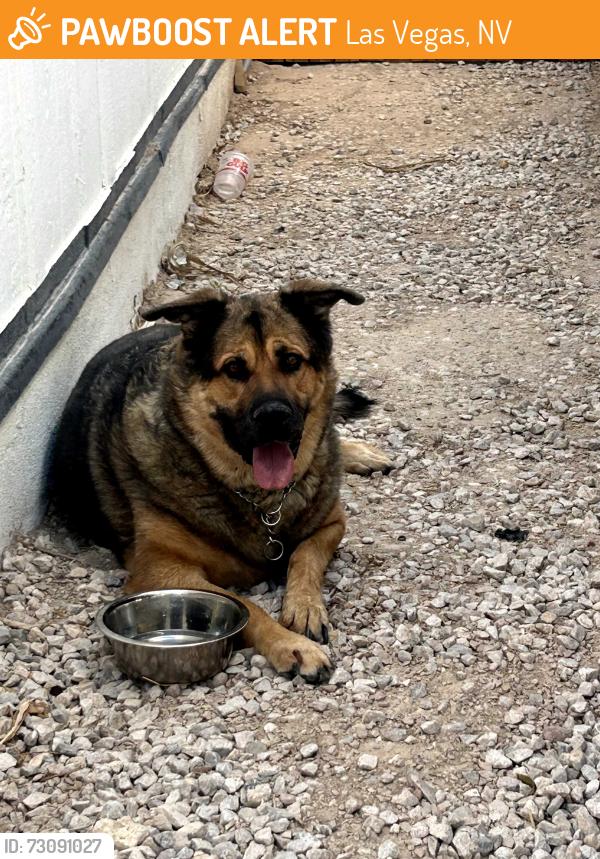 Found/Stray Unknown Dog last seen Carey mt hood, Las Vegas, NV 89156