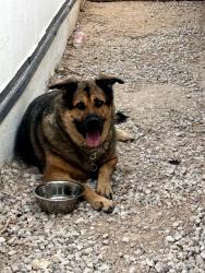 Found/Stray Unknown Dog last seen Carey mt hood, Las Vegas, NV 89156