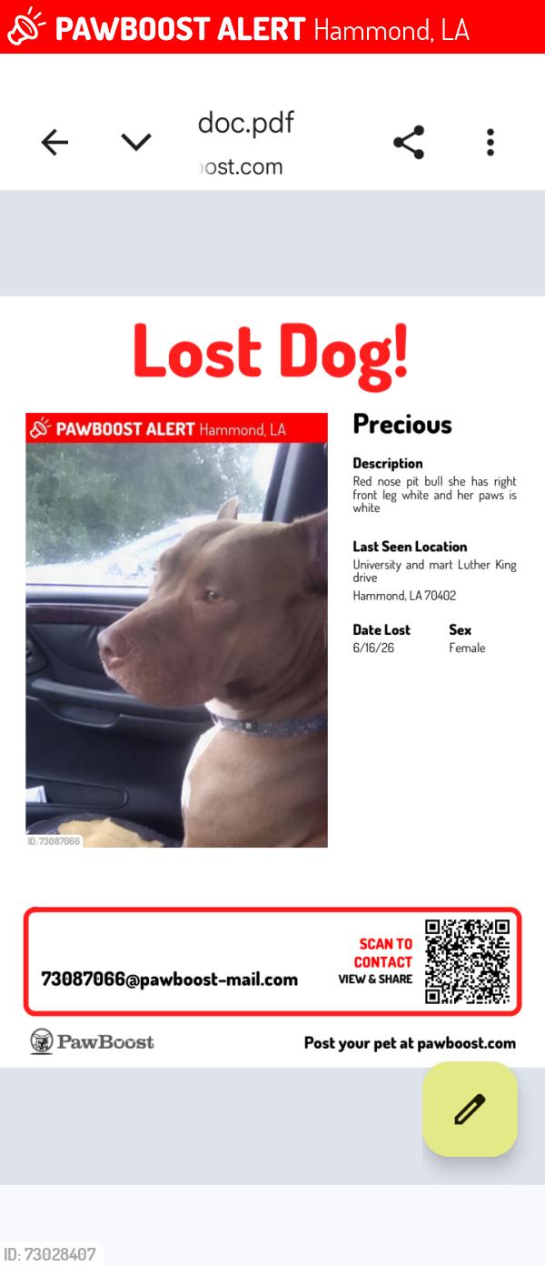 Lost Female Dog last seen North Cherry Street University and mart Luther King drive, Hammond, LA 70401