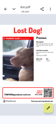 Lost Female Dog last seen North Cherry Street University and mart Luther King drive, Hammond, LA 70401