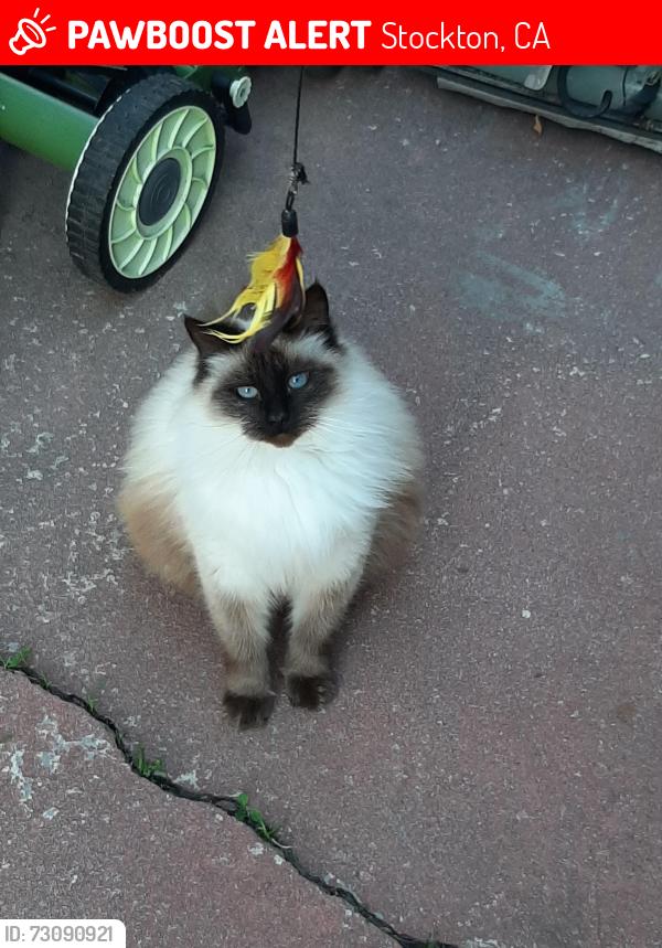 Lost Female Cat last seen Columbia street, Stockton, CA 95203
