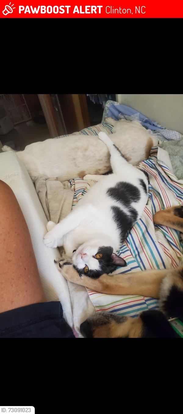 Lost Female Cat last seen Kimberly Drive, Clinton, NC 28328
