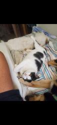 Lost Female Cat last seen Kimberly Drive, Clinton, NC 28328