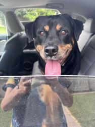 Found/Stray Male Dog last seen Steamboat, Hewitt, TX 76643