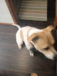 Reunited Female Dog last seen Mill Creek rd, Fremont, CA 94539
