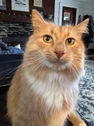 Lost Male Cat last seen He escaped out the window of Medomak Vet, Waldoboro, ME 04572