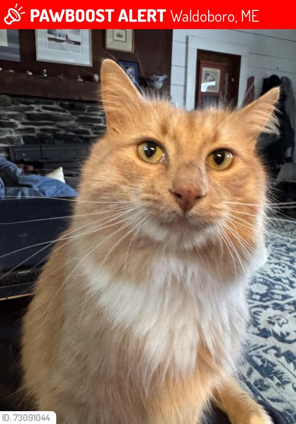 Lost Male Cat last seen He escaped out the window of Medomak Vet, Waldoboro, ME 04572
