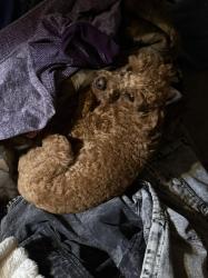 Reunited Female Dog last seen Pewitt ranch, lone tree elementary, lone tree , Antioch, CA 94531