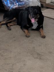 Found/Stray Female Dog last seen Lorene Dr and La Paz ( O'REILLY'S AITO PARTS ), Victorville, CA 92395