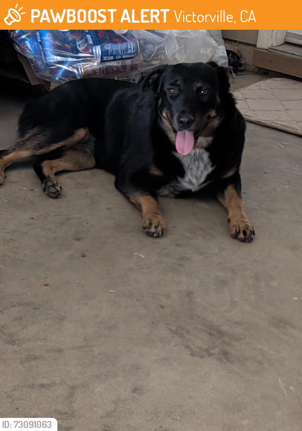 Found/Stray Female Dog last seen Lorene Dr and La Paz ( O'REILLY'S AITO PARTS ), Victorville, CA 92395