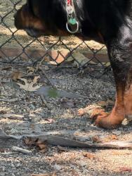 Found/Stray Unknown Dog last seen The Grove apmts, Winco Foods, Hillsboro, OR 97124