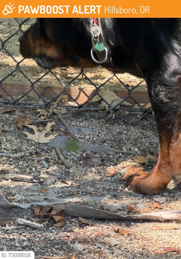 Found/Stray Unknown Dog last seen The Grove apmts, Winco Foods, Hillsboro, OR 97124