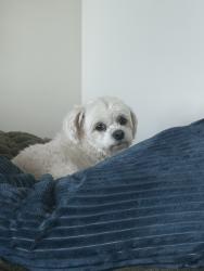 Reunited Female Dog last seen Near Draught Street, Rossville, GA 30741