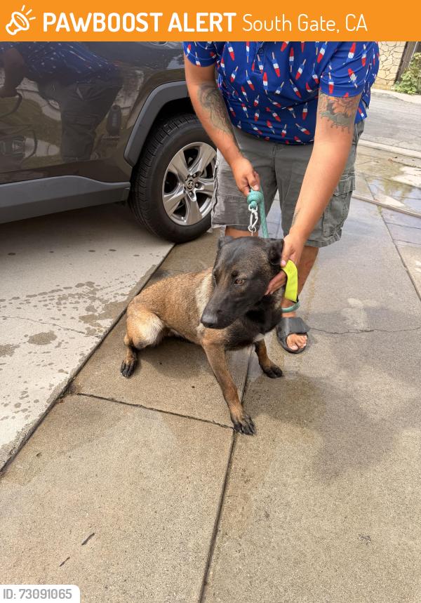 Found/Stray Female Dog last seen Gardendale and Garfield, South Gate, CA 90280