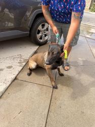 Found/Stray Female Dog last seen Gardendale and Garfield, South Gate, CA 90280