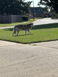 Found/Stray Female Dog last seen Near th and Mingo, Bixby, OK 74008