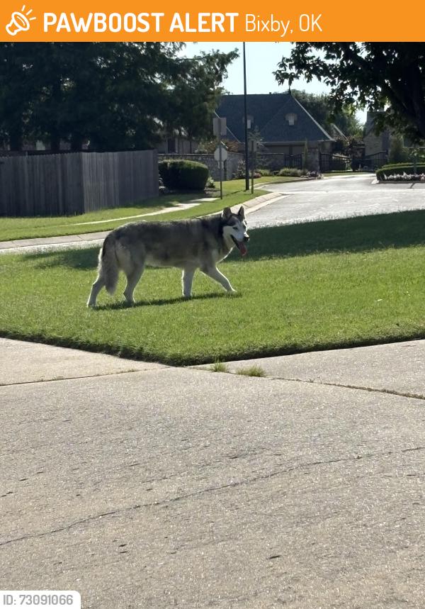 Found/Stray Female Dog last seen Near th and Mingo, Bixby, OK 74008
