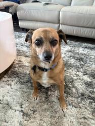 Reunited Male Dog last seen Pioneer Trail between waters edge and Venetian , Port Orange, FL 32128
