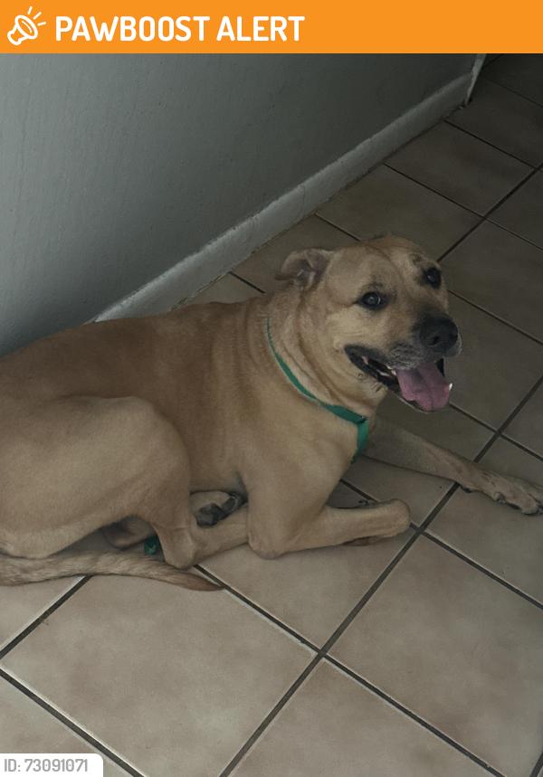 Found/Stray Male Dog last seen Lovely ln n Winsome Rd, North Fort Myers, FL 33903
