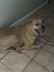Found/Stray Male Dog last seen Lovely ln n Winsome Rd, North Fort Myers, FL 33903