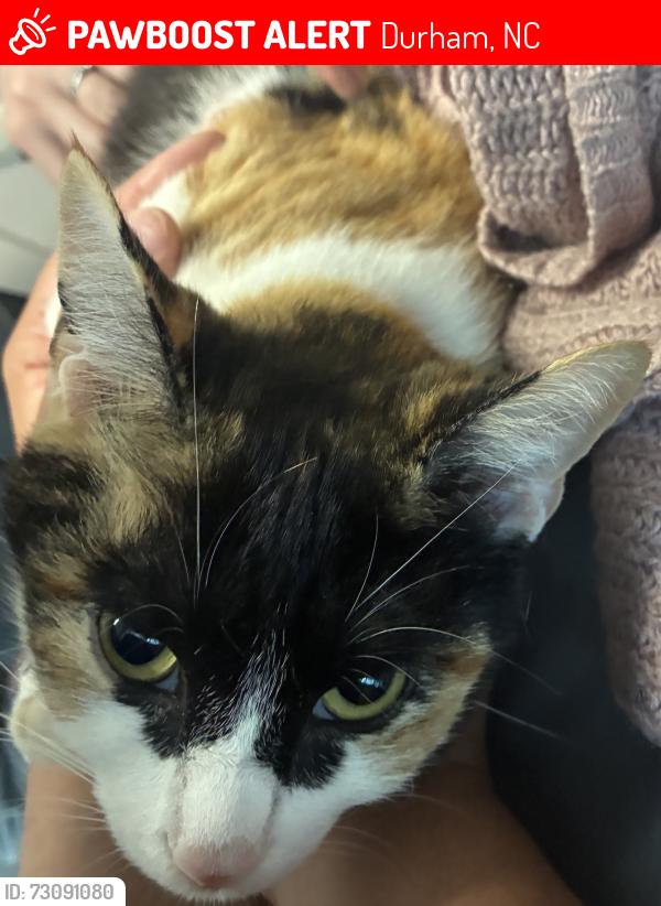 Lost Female Cat last seen Palmer and Chapel Hill, Durham, NC 27707
